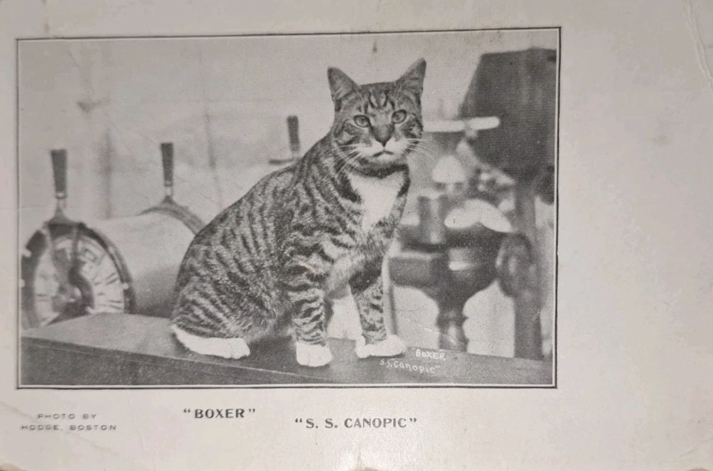 Boxer the cat of the SS Canopic